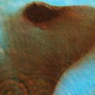 How 'Meddle' Finally Led Pink Floyd Out of the Experimental Wilderness